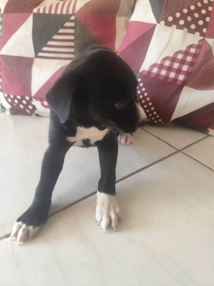 Cachorro ra a SRD-ViraLata idade Abaixo de 2 meses nome Pretinha