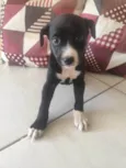 Pretinha