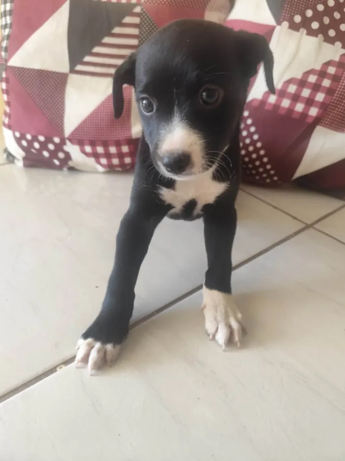 Cachorro ra a SRD-ViraLata idade Abaixo de 2 meses nome Pretinha