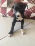 Pretinha
