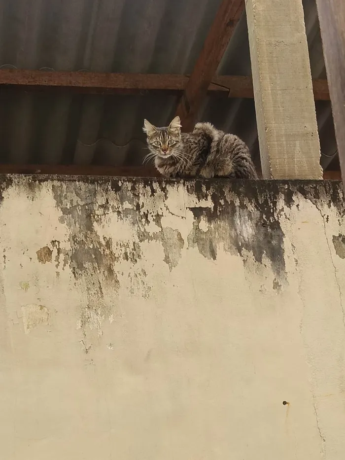 Gato ra a SRD-ViraLata idade 1 ano nome Moxxie 