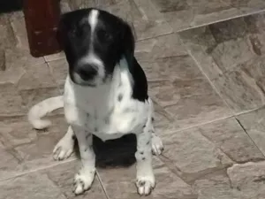 Cachorro raça SRD-ViraLata idade 2 a 6 meses nome Alex 