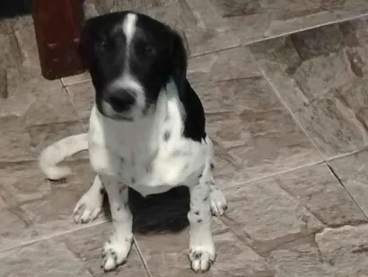 Cachorro raça SRD-ViraLata idade 2 a 6 meses nome Alex 