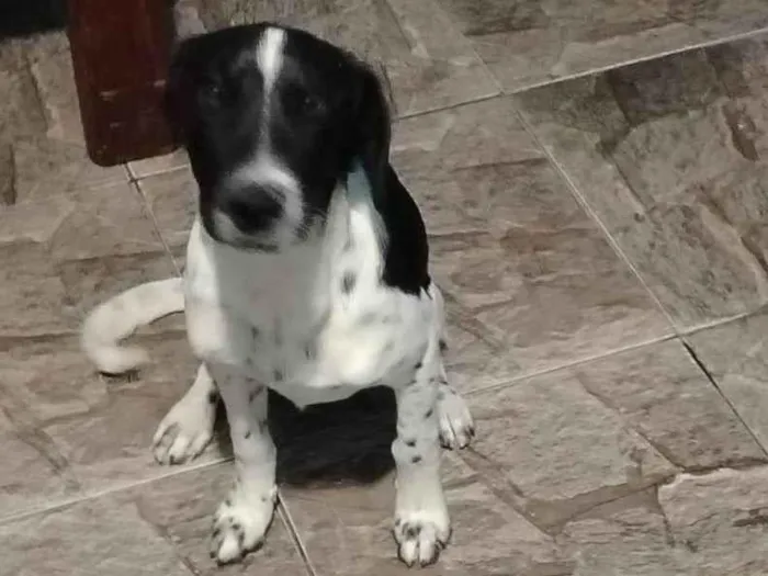 Cachorro ra a SRD-ViraLata idade 2 a 6 meses nome Alex 