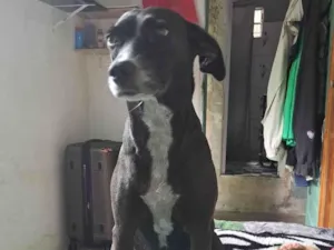 Cachorro raça SRD-ViraLata idade 5 anos nome Diana.