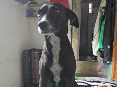 Cachorro raça SRD-ViraLata idade 5 anos nome Diana.