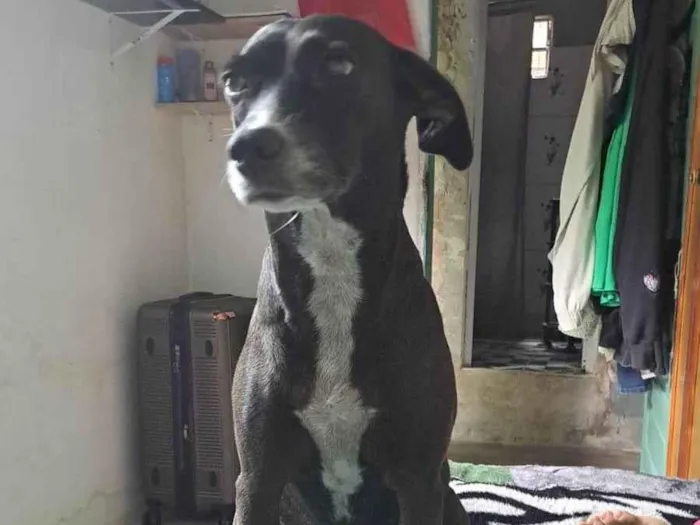 Cachorro ra a SRD-ViraLata idade 5 anos nome Diana.