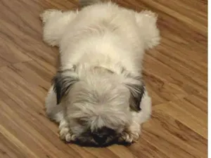 Cachorro raça Shitzu idade 2 anos nome Bilingo