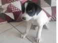 Vaquinha 