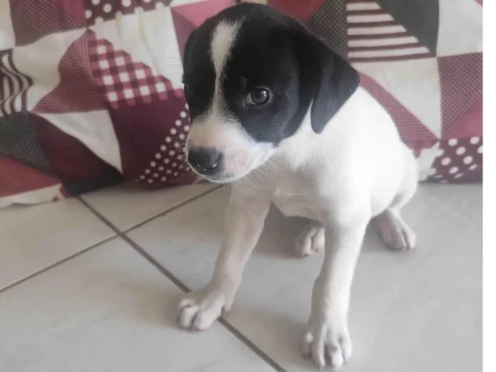 Cachorro ra a SRD-ViraLata idade Abaixo de 2 meses nome Vaquinha 