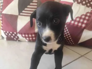 Cachorro raça SRD-ViraLata idade Abaixo de 2 meses nome Pretinha