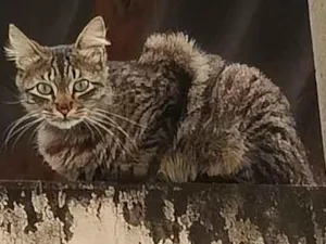 Gato raça SRD-ViraLata idade 1 ano nome Moxxie 