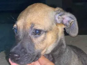 Cachorro raça SRD-ViraLata idade 2 a 6 meses nome Akira