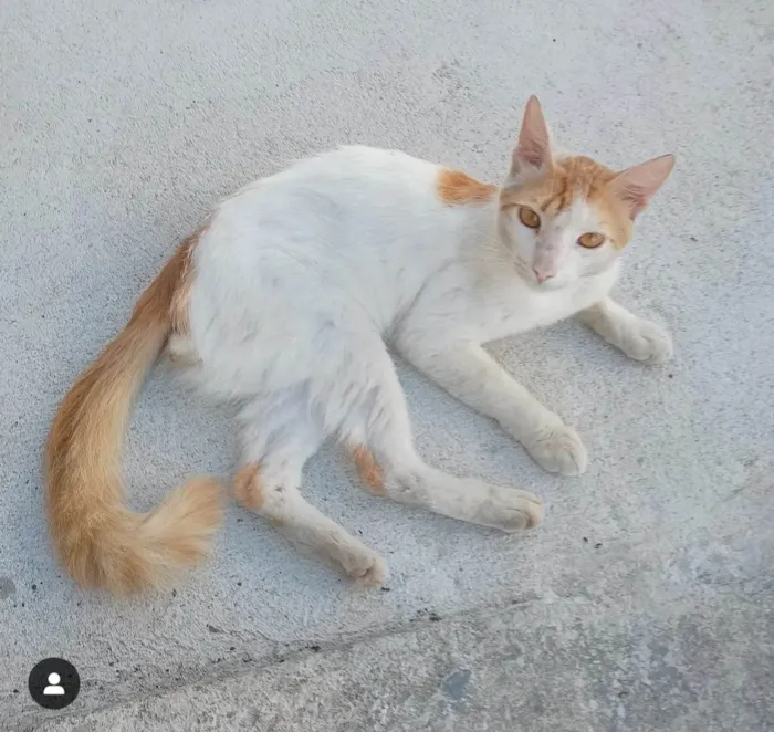 Gato ra a SRD-ViraLata idade 7 a 11 meses nome Não tem nome 