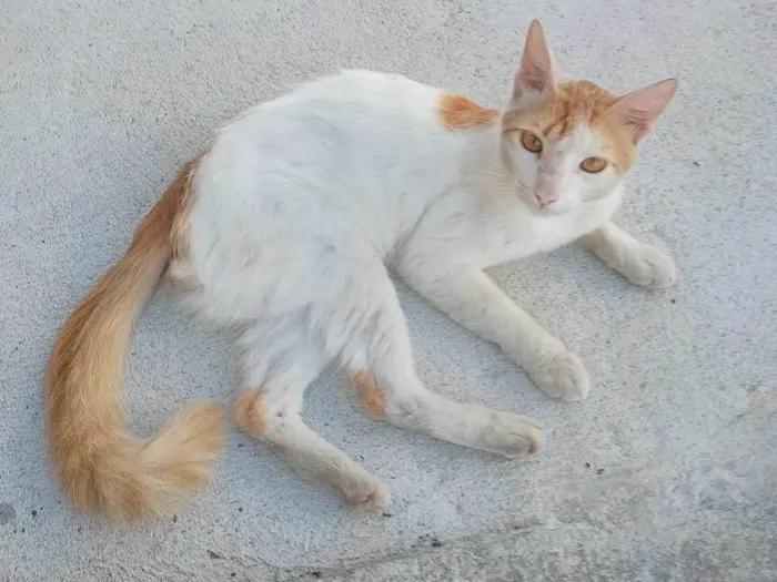 Gato ra a SRD-ViraLata idade 7 a 11 meses nome Não tem nome 