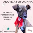 Fofokinha 