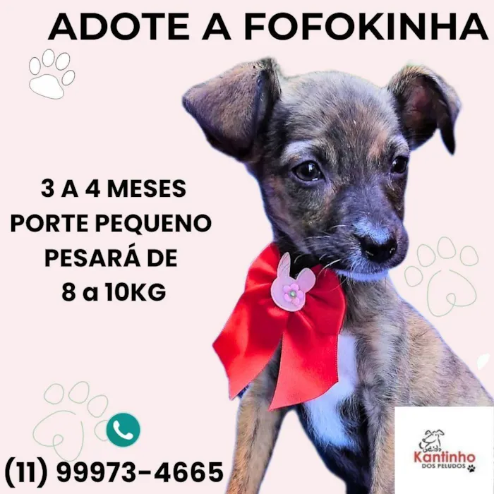 Cachorro ra a SRD-ViraLata idade 2 a 6 meses nome Fofokinha 