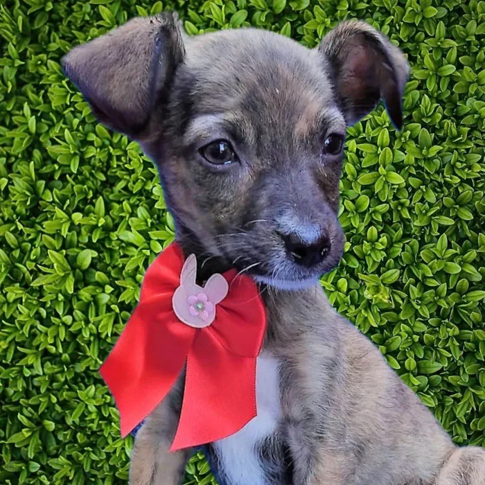 Cachorro ra a SRD-ViraLata idade 2 a 6 meses nome Fofokinha 
