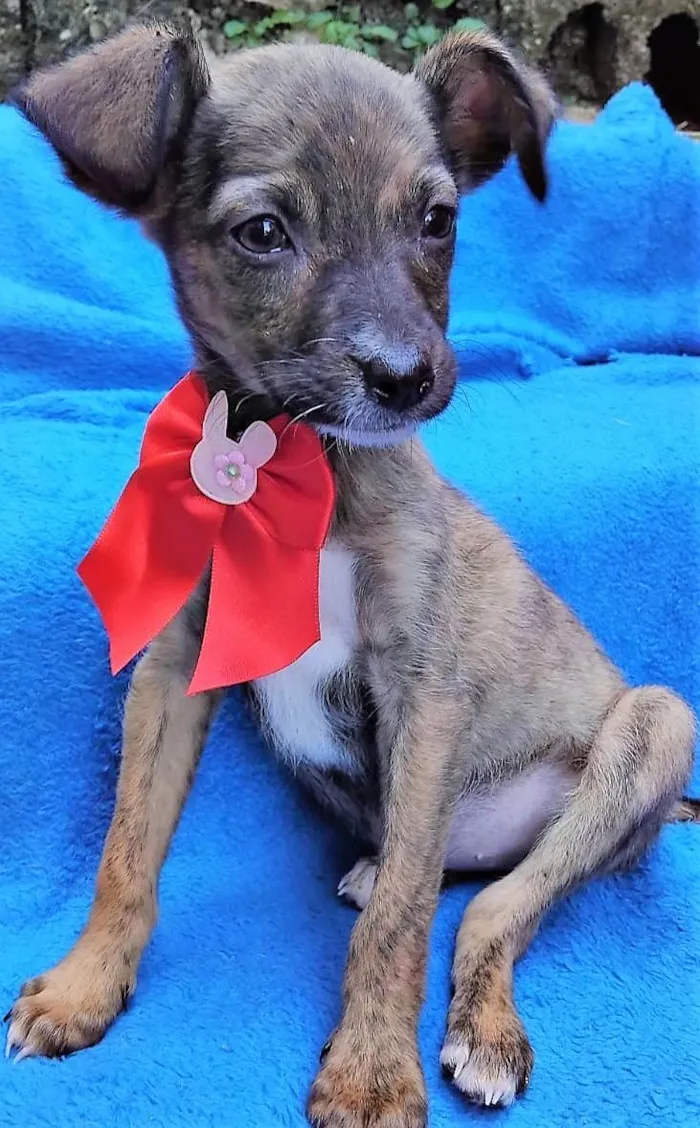 Cachorro ra a SRD-ViraLata idade 2 a 6 meses nome Fofokinha 