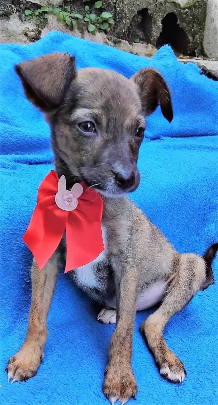 Cachorro ra a SRD-ViraLata idade 2 a 6 meses nome Fofokinha 