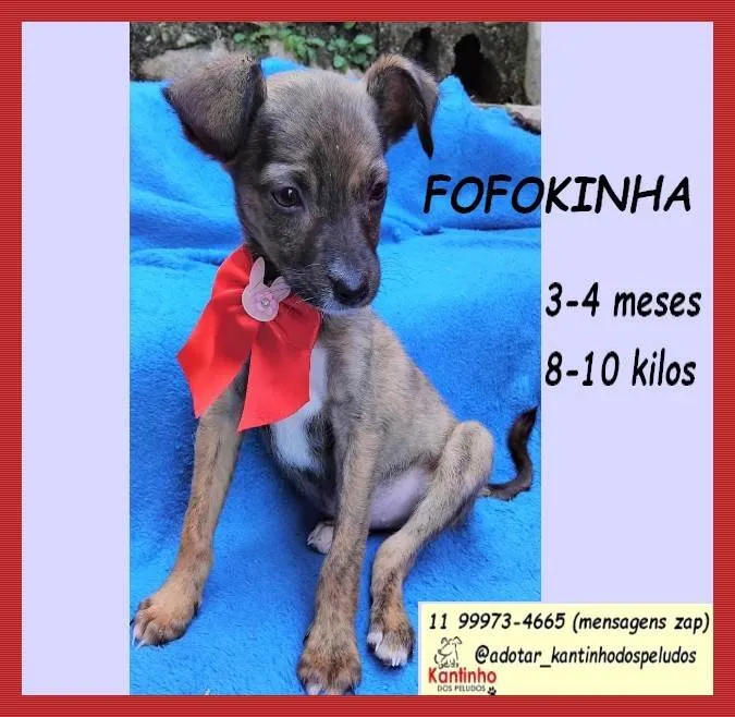 Cachorro ra a SRD-ViraLata idade 2 a 6 meses nome Fofokinha 