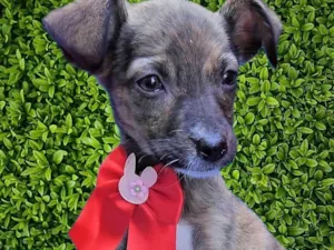 Cachorro raça SRD-ViraLata idade 2 a 6 meses nome Fofokinha 