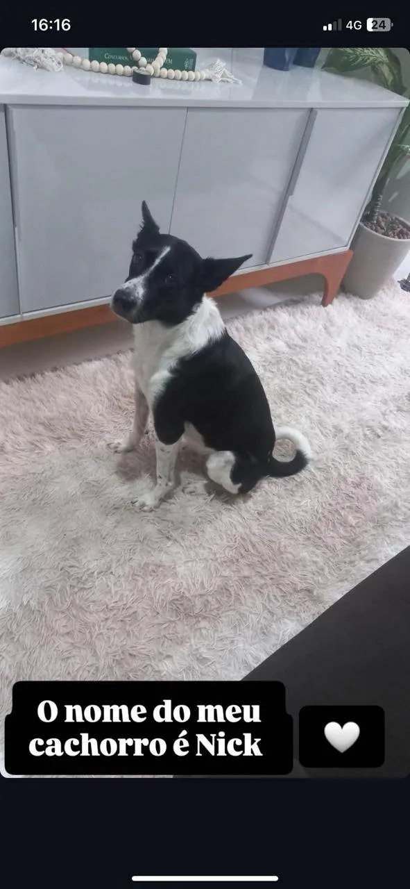 Cachorro ra a SRD-ViraLata idade 3 anos nome Nick 
