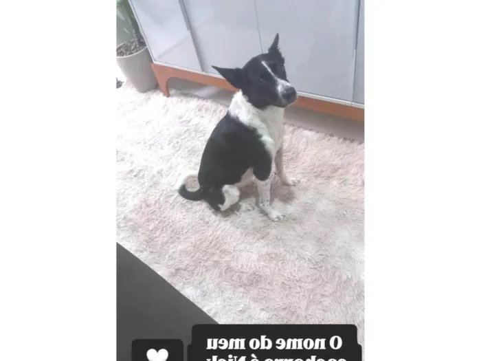Cachorro ra a SRD-ViraLata idade 3 anos nome Nick 