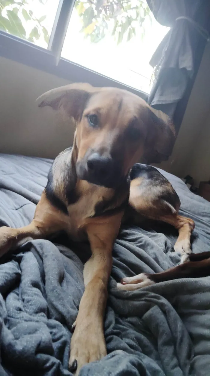 Cachorro ra a SRD-ViraLata idade 7 a 11 meses nome Pequenininho 
