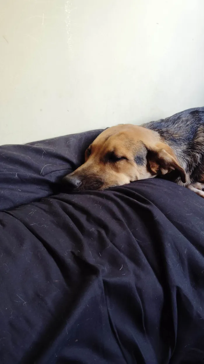 Cachorro ra a SRD-ViraLata idade 7 a 11 meses nome Pequenininho 