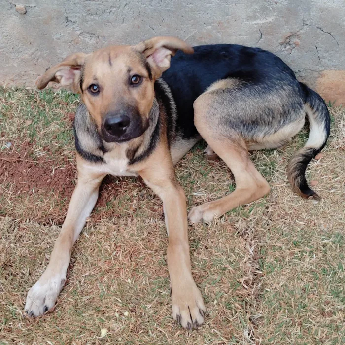Cachorro ra a SRD-ViraLata idade 7 a 11 meses nome Pequenininho 
