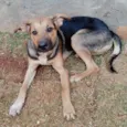 Pequenininho