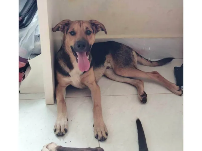 Cachorro ra a SRD-ViraLata idade 7 a 11 meses nome Pequenininho 