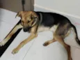 Pequenininho 