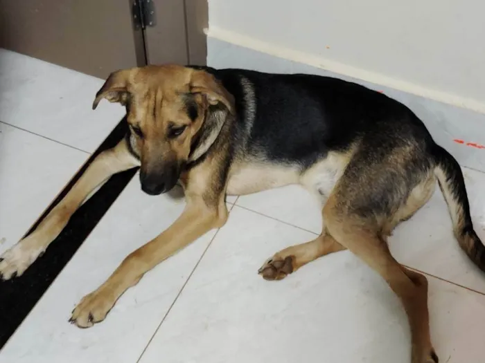 Cachorro ra a SRD-ViraLata idade 7 a 11 meses nome Pequenininho 