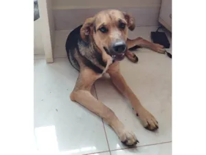 Cachorro raça SRD-ViraLata idade 7 a 11 meses nome Pequenininho 