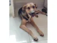 Pequenininho