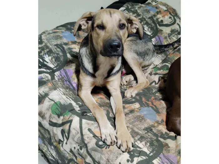 Cachorro ra a SRD-ViraLata idade 7 a 11 meses nome Pequenininho 