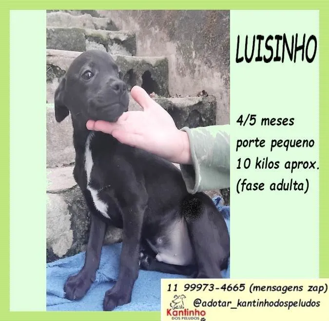 Cachorro ra a SRD-ViraLata idade 2 a 6 meses nome Luisinho 