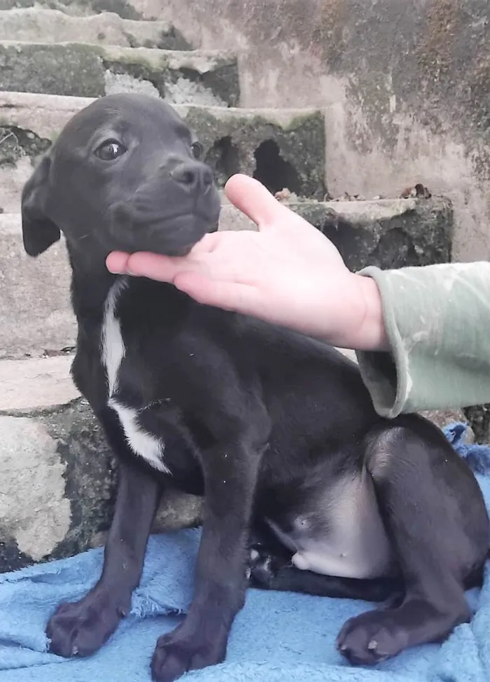 Cachorro ra a SRD-ViraLata idade 2 a 6 meses nome Luisinho 