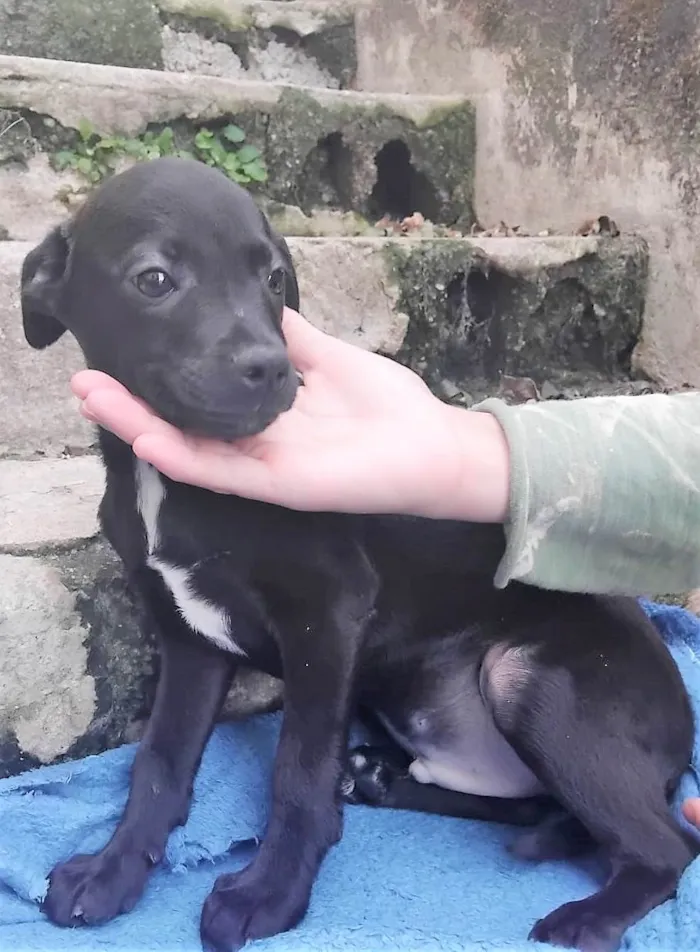 Cachorro ra a SRD-ViraLata idade 2 a 6 meses nome Luisinho 