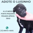 Luisinho 