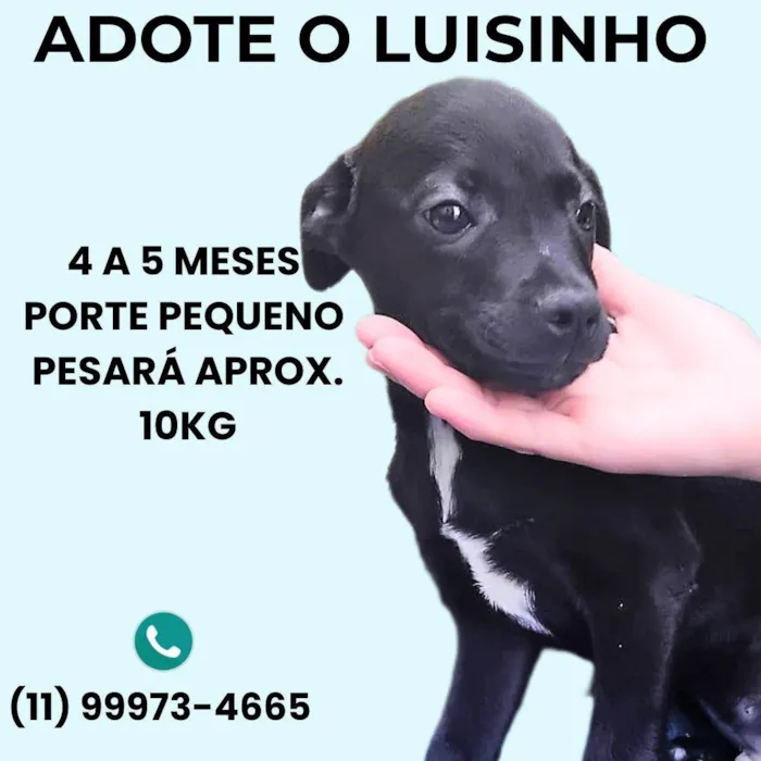 Cachorro ra a SRD-ViraLata idade 2 a 6 meses nome Luisinho 