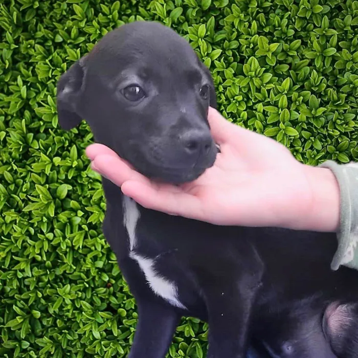 Cachorro ra a SRD-ViraLata idade 2 a 6 meses nome Luisinho 