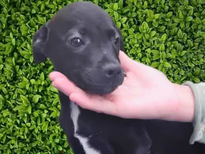 Cachorro raça SRD-ViraLata idade 2 a 6 meses nome Luisinho 