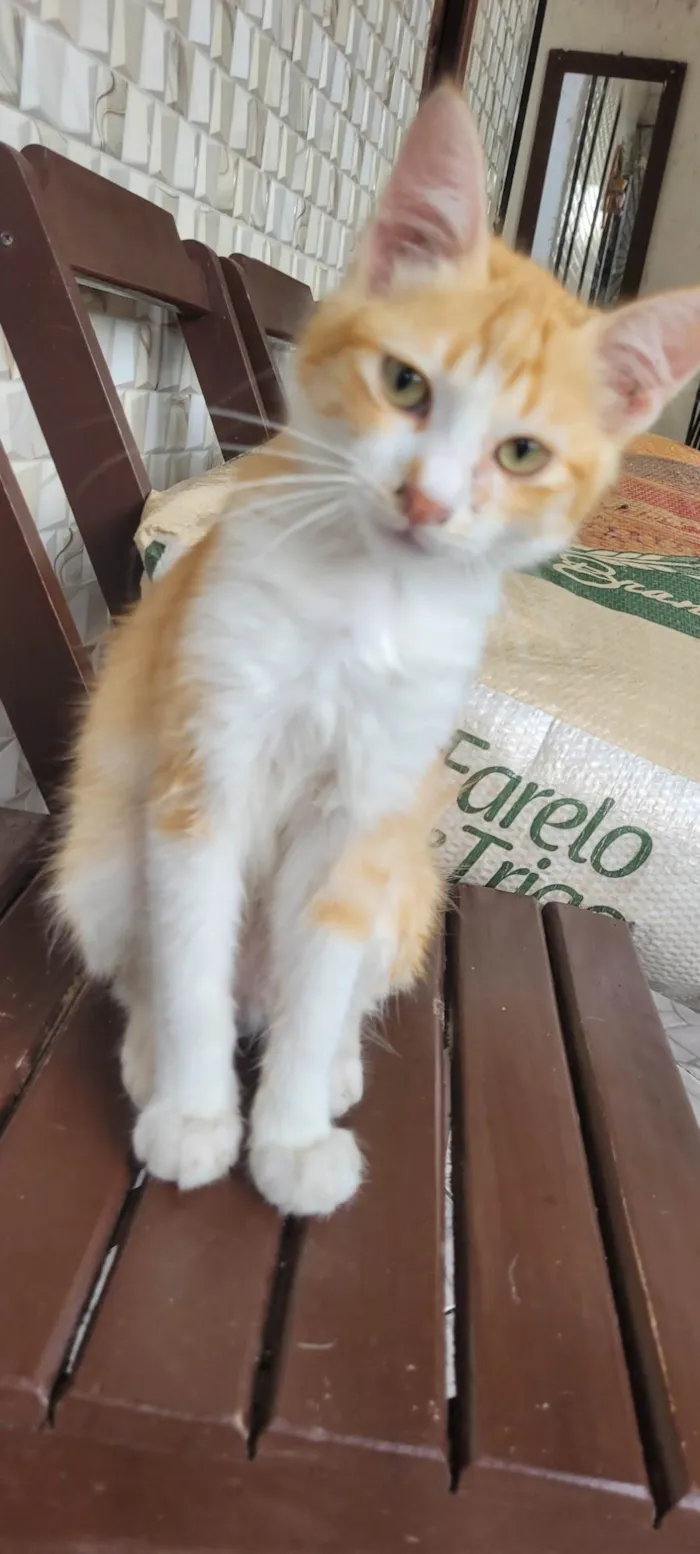 Gato ra a SRD-ViraLata idade 2 a 6 meses nome Sem nome