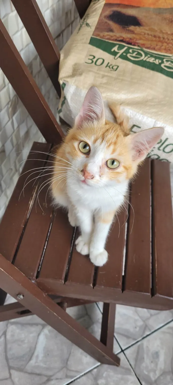 Gato ra a SRD-ViraLata idade 2 a 6 meses nome Sem nome