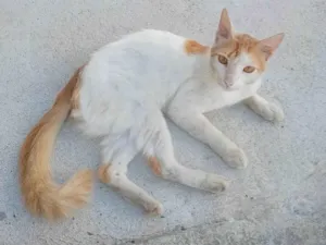 Gato raça SRD-ViraLata idade 7 a 11 meses nome Não tem nome 