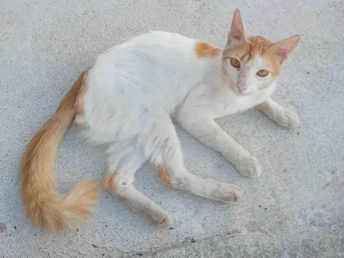 Gato ra a SRD-ViraLata idade 7 a 11 meses nome Não tem nome 