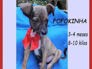 Cachorro raça SRD-ViraLata idade 2 a 6 meses nome Fofokinha 